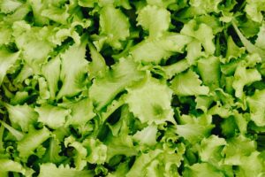 2025’s Top Budget-Friendly Superfoods