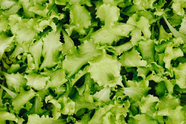 2025’s Top Budget-Friendly Superfoods