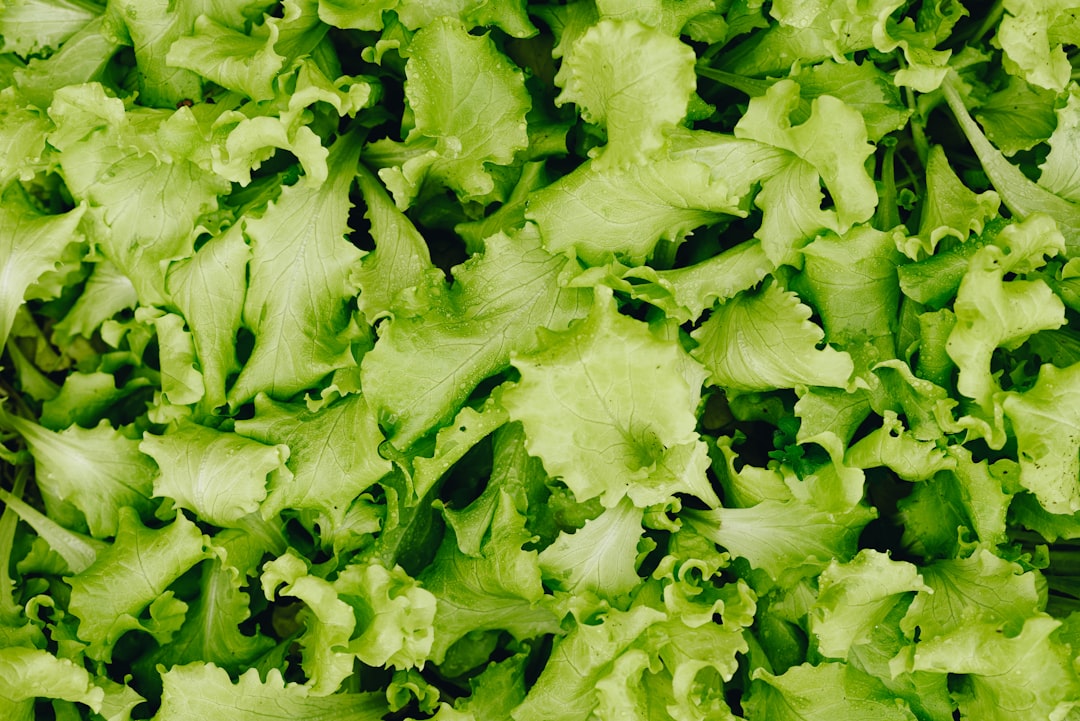 Photo Quinoa salad
